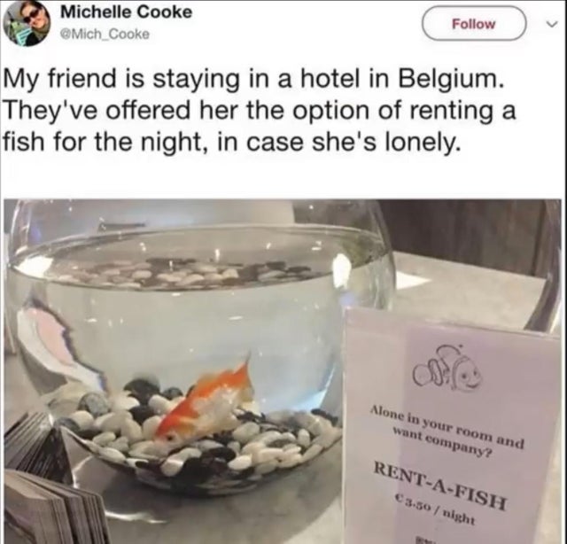 rent a fish, rent-a-fish