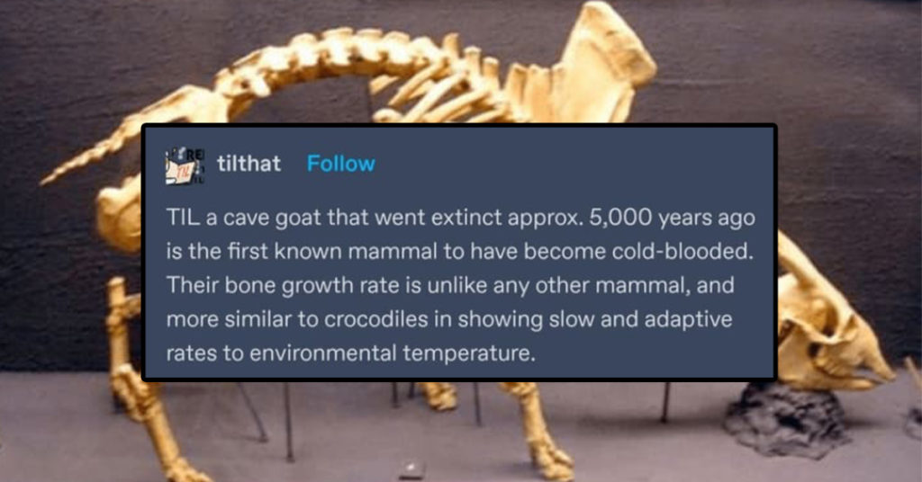 cold blooded cave goat, cave goat, odd goat, odd cave goat, Myotragus balearicus, Myotragus, Myotragus goat, goat with eyes in front of face, cold blooded goat