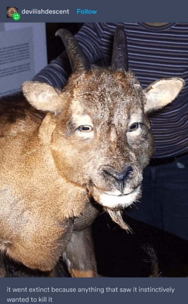 cold blooded cave goat, cave goat, odd goat, odd cave goat, Myotragus balearicus, Myotragus, Myotragus goat, goat with eyes in front of face, cold blooded goat