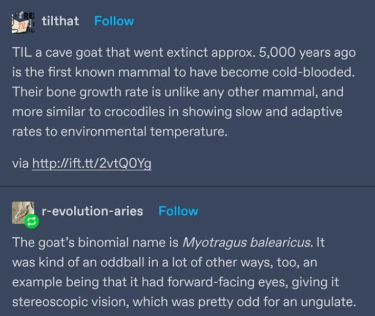 cold blooded cave goat, cave goat, odd goat, odd cave goat, Myotragus balearicus, Myotragus, Myotragus goat, goat with eyes in front of face, cold blooded goat