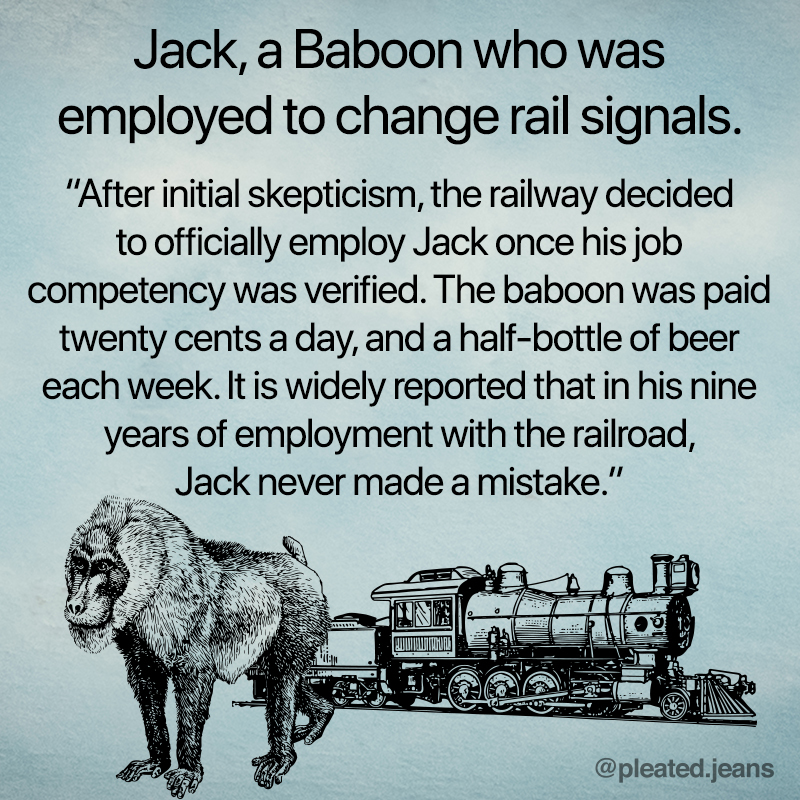 jack the baboon, jack baboon railway, railroad baboon, jack baboon railway, jack railroad baboon, railroad baboon, railroad baboon jack, true fact, true facts, interesting fact, interesting facts, strange fact, curious fact, strange facts, curious facts, weird fact, weird facts, facts that sound made up, fact that sounds made up, really really fact, really really facts, cool fact, cool facts, random fact, random facts, random true fact, random true facts, fact meme, facts meme, fact memes, facts memes, picture with fact on it, pictures with facts, picture with fact, pictures with facts on them