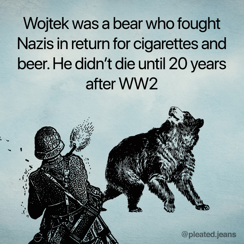 wojtek the bear, wojtek bear, wojtek bear fact