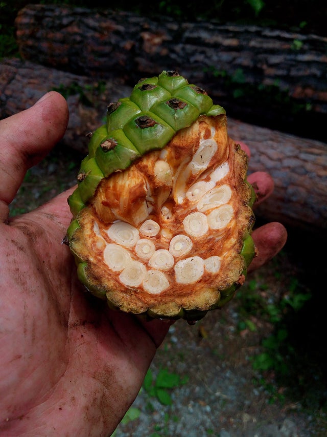 pine cone cut in half, cross section of pine cone