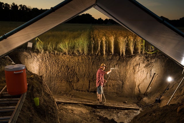 soil pit cross section