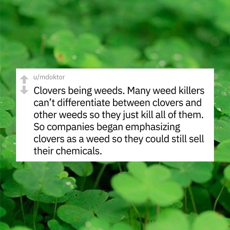 clovers being weeds propaganda, What is something that's considered normal today but is actually a successful propaganda made by corporations?, considered normal but actually propaganda, considered normal but is propaganda, considered normal but is successful propaganda, propaganda that is considered normal, successful propaganda that is considered normal, considered normal but is actually propaganda, considered normal but actually is propaganda, thing considered normal that is actually propaganda, thing considered normal but is propaganda, thing that is considered normal but is actually propaganda