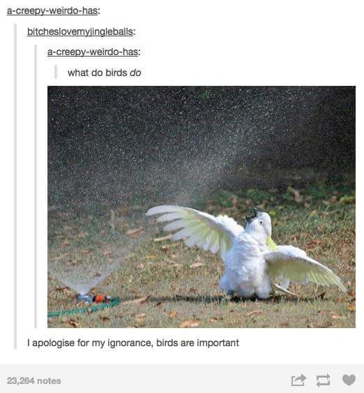Bird Tumblr Is Alive, Well, And Got Some Pretty Good Jokes