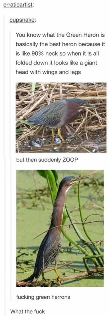 funny heron picture, funny green heron picture