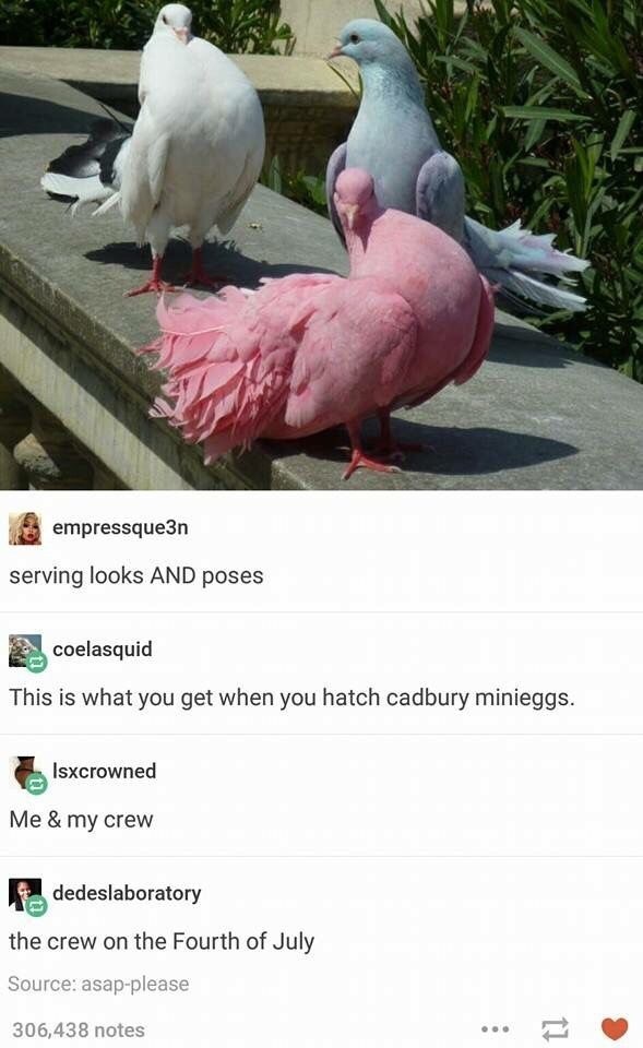 funny pigeons, funny pink pigeon, pink pigeon, bird tumblr, birds on tumblr, bird meme tumblr, bird memes on tumblr, bird memes tumblr, bird meme post, bird meme posts, tumblr post about birds, tumblr posts about birds, birds tumblr, tumblr bird post, tumblr bird posts, bird post tumblr, bird posts tumblr, funny bird post, funny post about birds, funny bird tumblr, funny bird tumblr post, funny posts about birds, funny bird tumblr, funny bird picture, funny bird pictures