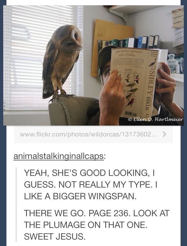 funny owl picture, funny picture of owl, bird tumblr, birds on tumblr, bird meme tumblr, bird memes on tumblr, bird memes tumblr, bird meme post, bird meme posts, tumblr post about birds, tumblr posts about birds, birds tumblr, tumblr bird post, tumblr bird posts, bird post tumblr, bird posts tumblr, funny bird post, funny post about birds, funny bird tumblr, funny bird tumblr post, funny posts about birds, funny bird tumblr