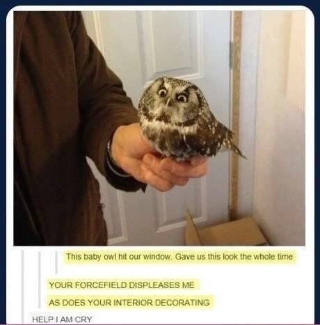 funny owl picture, funny picture of owl