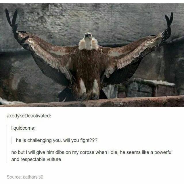 funny vulture picture, funny bird picture