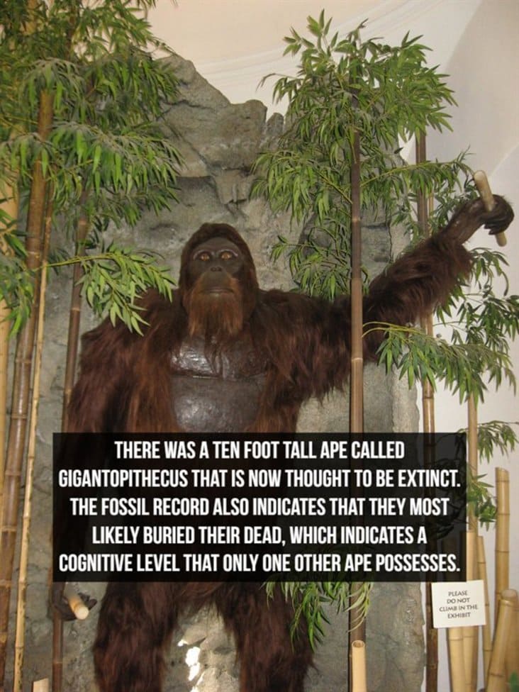 interesting gigantopithecus fact, interesting giant ape fact