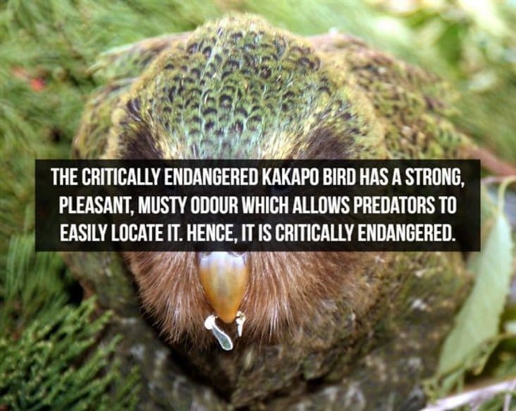 interesting kakapo fact