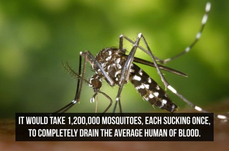 interesting mosquito fact, interesting fact, interesting facts, random interesting fact, random interesting facts, fact interesting, facts interesting