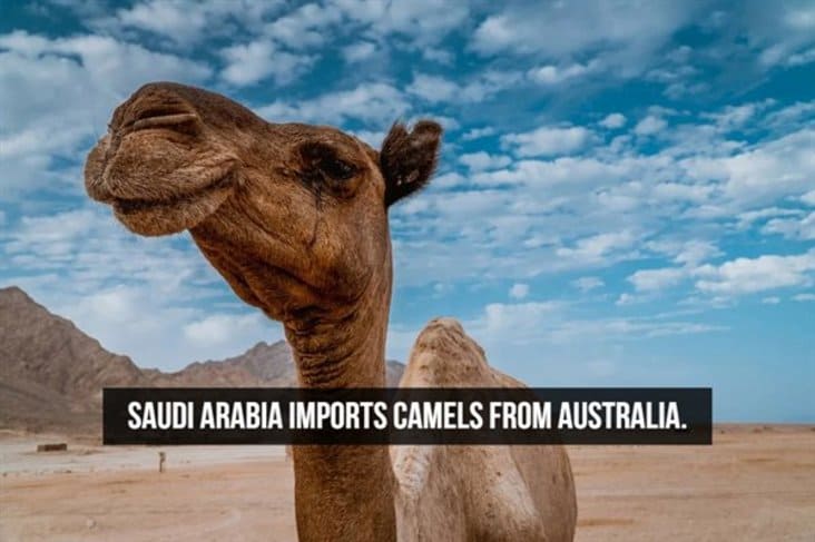 interesting camel fact,