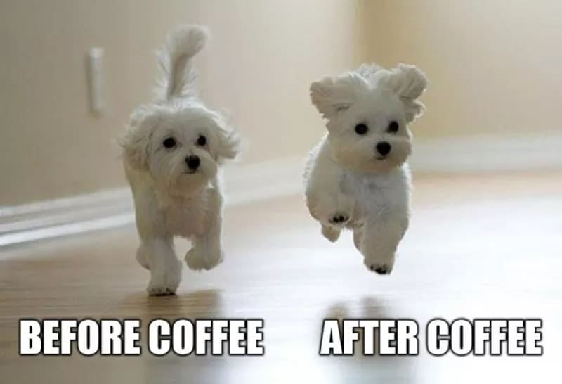 coffee makes me feel cute meme, funny pets after coffee meme, coffee meme, coffee memes, funny coffee memes, funny coffee meme, hilarious coffee meme, need coffee meme, morning coffee meme, coffee time meme, drinking coffee meme, more coffee meme, memes about coffee, hilarious coffee memes, funny memes about coffee, coffee meme images, coffee meme pictures, funny meme about coffee, best coffee memes, meme about coffee, coffee lover meme, coffee lovers meme, joke about coffee, coffee joke, coffee jokes, funny joke about coffee, funny coffee jokes, funny coffee joke, funny coffee picture, funny coffee image, funny pictures about coffee, funny image about coffee, funny picture about coffee