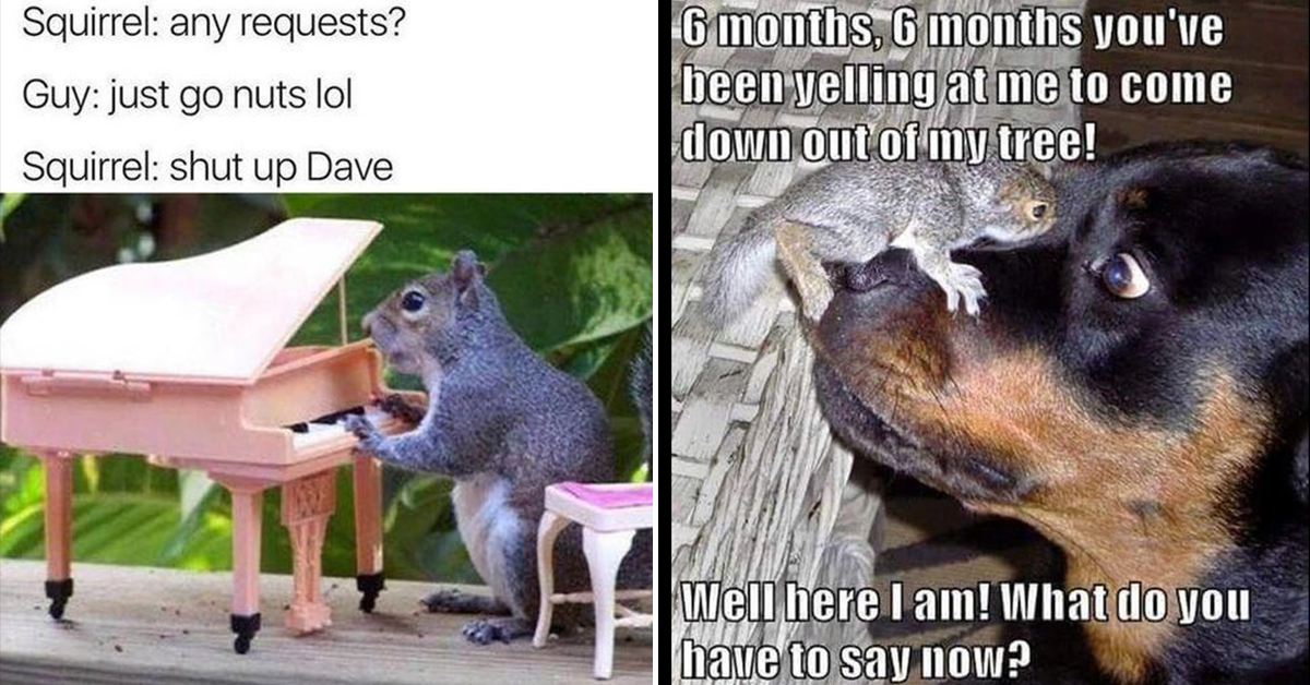 Squirrel Memes Your Dog Will Probably Lose Their Sht Over 16 Pics