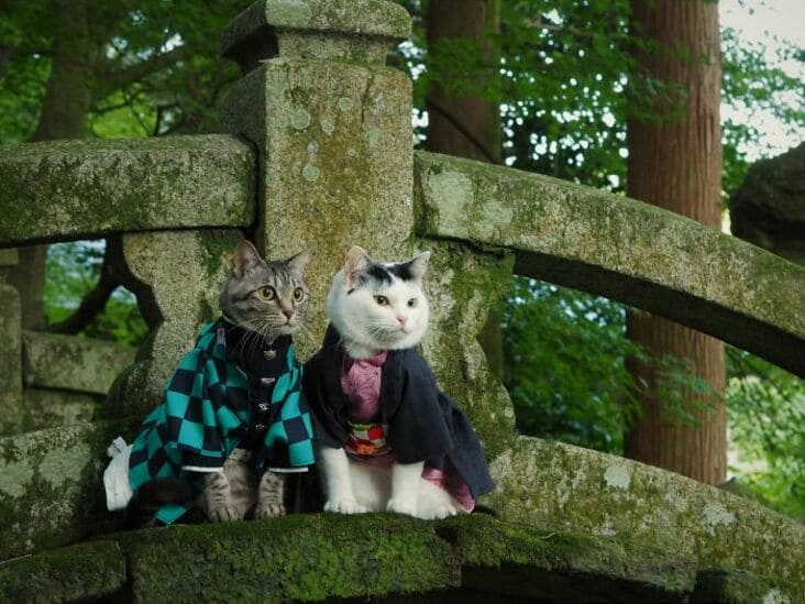 Anime Cat Costume - Shop Online - Etsy