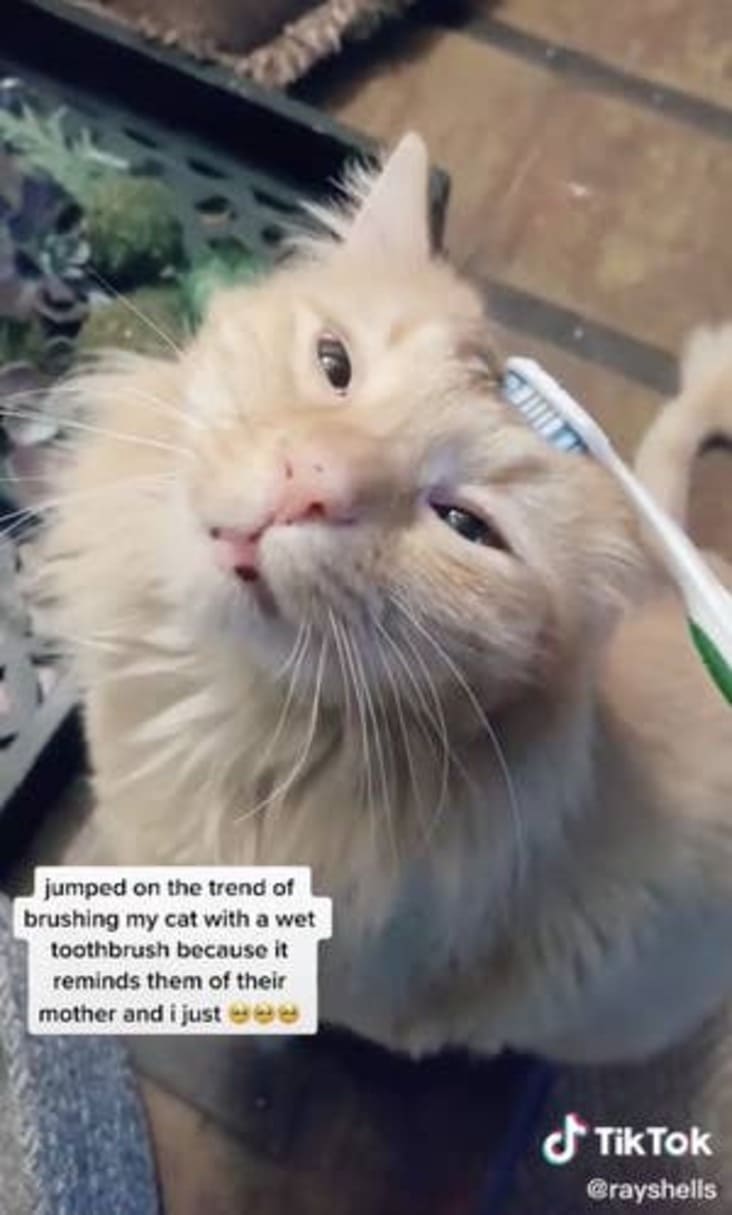 people brushing cats with toothbrushes, cats being brushed with toothbrushes, cats brushed with toothbrushes tiktok, cats brushed with toothbrushes, cats being brushed with toothbrushes tiktok, people brushing cats with toothbrushes tiktok