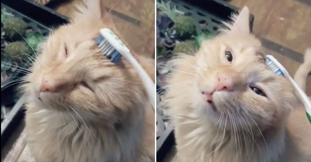 people brushing cats with toothbrushes, cats being brushed with toothbrushes, cats brushed with toothbrushes tiktok, cats brushed with toothbrushes, cats being brushed with toothbrushes tiktok, people brushing cats with toothbrushes tiktok