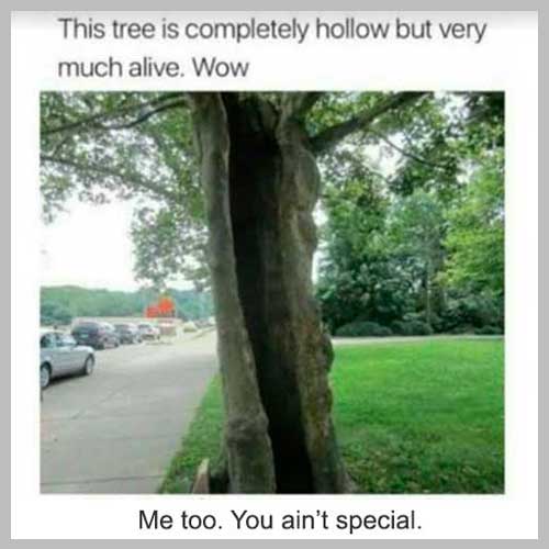 completely hollow tree depression meme, completely hollow and alive depression meme, funny hollow tree depression meme