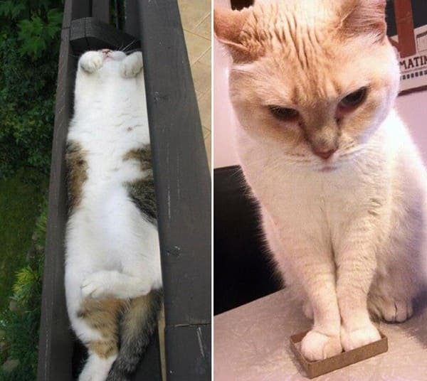 cat on ledge if i fits i sits, cat paws in box if i fits i sits