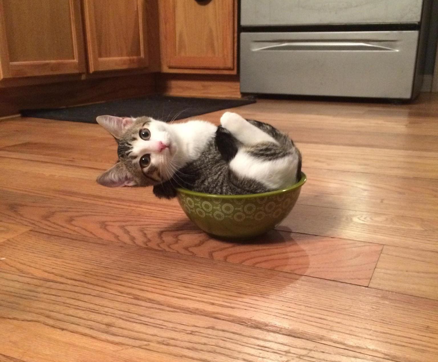 kitten in small bowl if i fits i sits, kitten reclining in small bowl if i fit i sit, if i fits i sits, if i fit i sit, if it fits i sits, if i fits i sits cat, if i fit i sit cat, if it fits i sits cats, cats if i fits i sits, cat meme if it fits i sits, cat if i fits i sits, cat if it fits i sits, if i fit i sit picture, if i fits i sits picture, if i fits i sits pictures, if i fit i sit pictures, if i fits i sits image, if i fits i sits images, if i fit i sit image, if i fit i sit images, cats fitting and sitting, cats if i fits i sits picture, cats if i fits i sits pictures, cats if i fits i sits image, cats if i fits i sits images