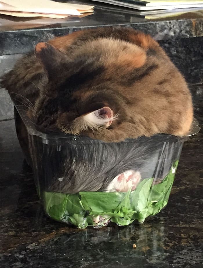 cat in salad if i fits i sits, cat fitting and sitting in salad