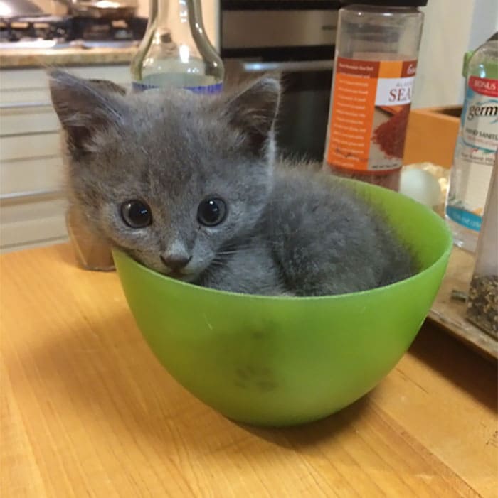 cute kitten in plastic looking bowl if i fits i sits