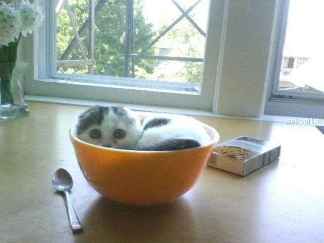 cat in bowl if i fit i sit, cat in bowl if i fits i sits