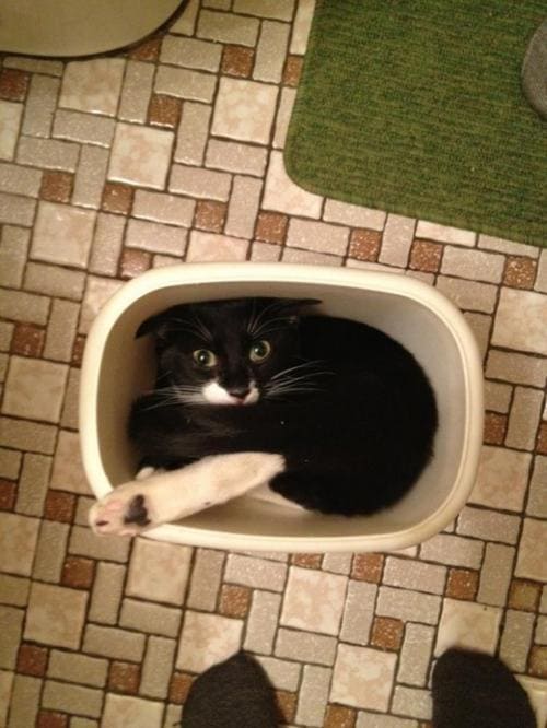 cat in trash can if i fits i sits, cat in trash can if i fit i sit