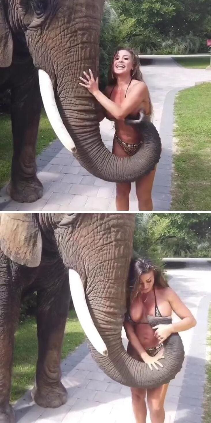 elephant trunk on woman's breast influencer in the wild, influencer in the wild, influencers in the wild, funny influencer in the wild, funny influencers in the wild, influencer fail, funny influencer fail, influencer fails, funny influencer fails, influencer fail picture, influencer fail pictures, influencer fail image, influencer fail images, funny influencer fail picture, funny influencer fail pictures, funny influencer fail image, funny influencer fail images