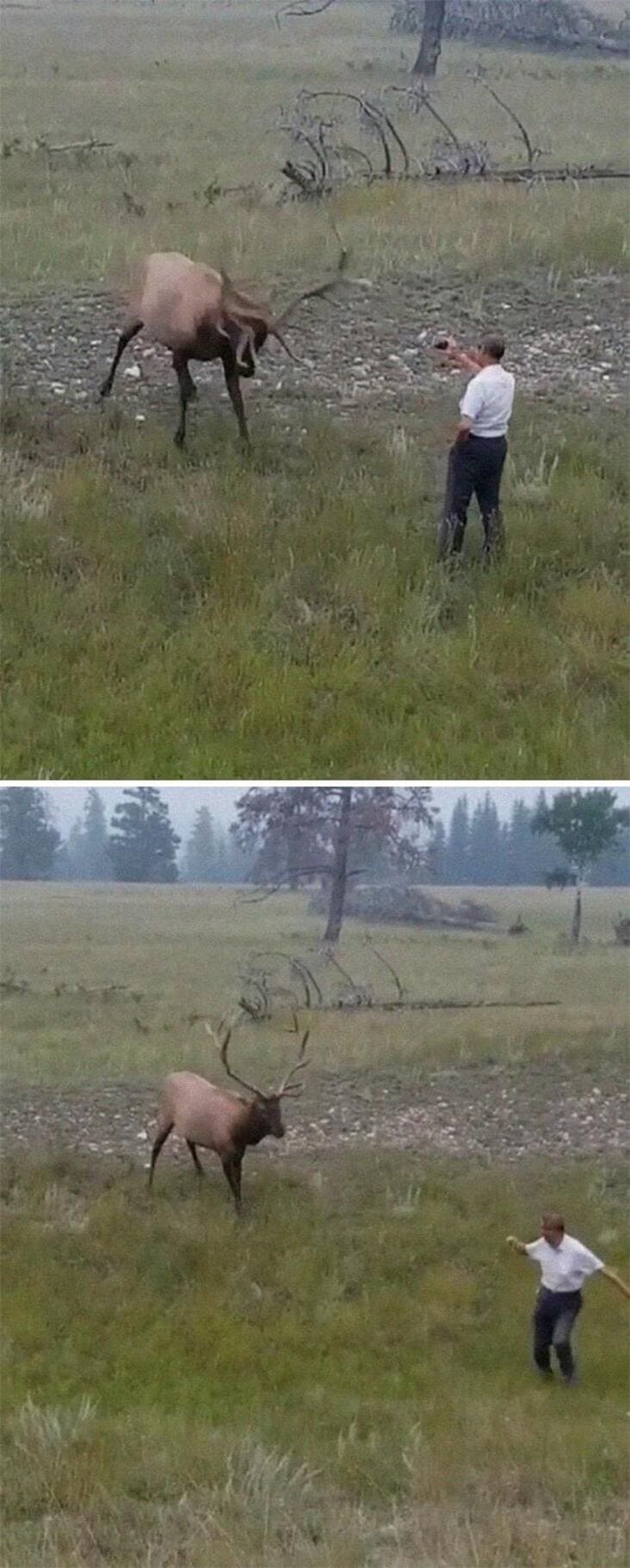 person trying to take a picture very close to what appears to be an elk influencer in the wild