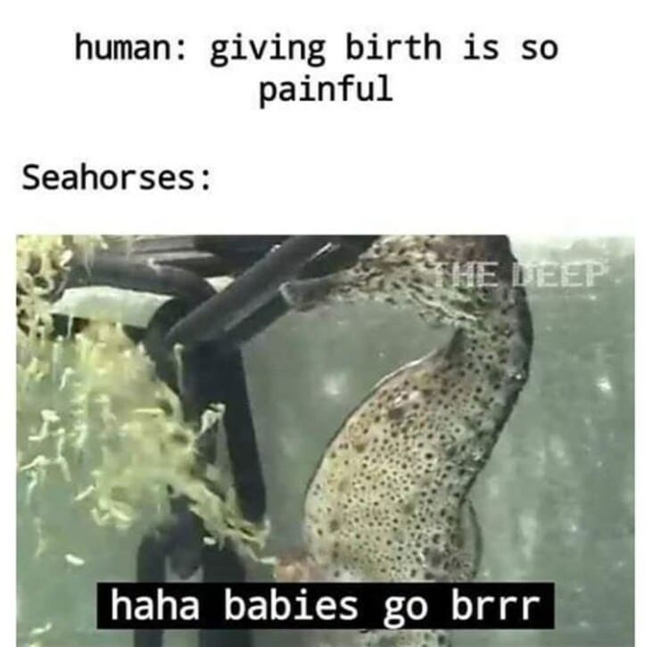 marine biology meme, marine biology memes, funny marine biology meme, funny marine biology memes, ocean biology meme, ocean biology memes, funny ocean biology meme, funny ocean biology memes
