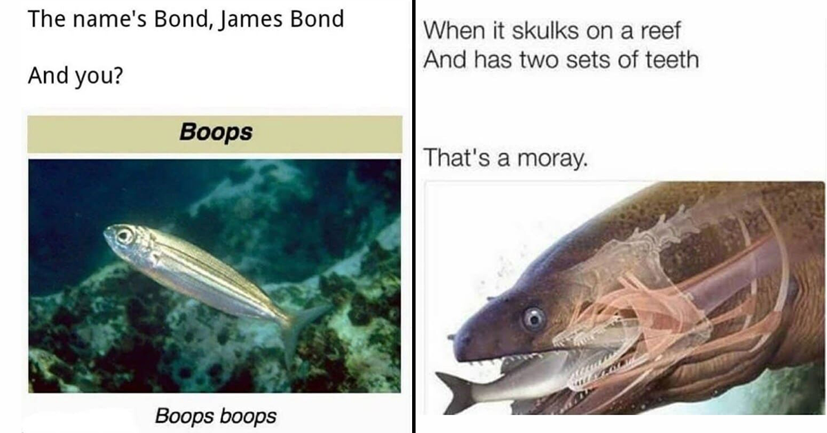 marine funny meme