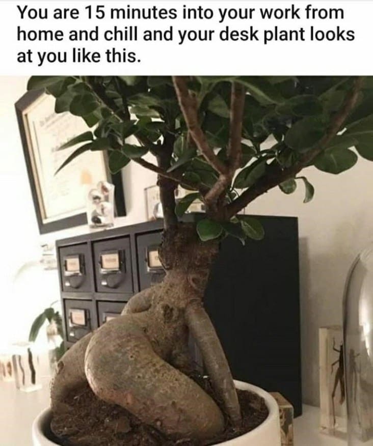Plant Memes For Anyone Needing Some Eco-Friendly Happiness (24 Memes)