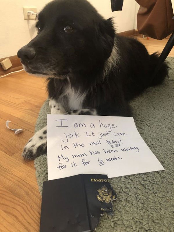 Pretty Sure Pet Shaming Doesn't Work, But Please Don't Stop (27 Pics)