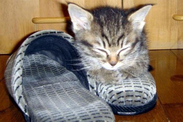 kitten in shoe, kittens in shoes, kittens in shoe, cute kittens in shoes, cute kitten in shoe, kittens sleeping in shoes, kitten sleeping in shoe, cute kittens sleeping in shoes, cute kitten sleeping in shoe