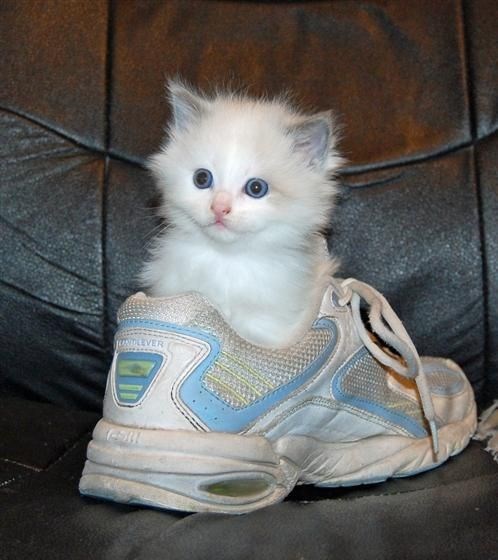 kitten in shoe, kittens in shoes, kittens in shoe, cute kittens in shoes, cute kitten in shoe