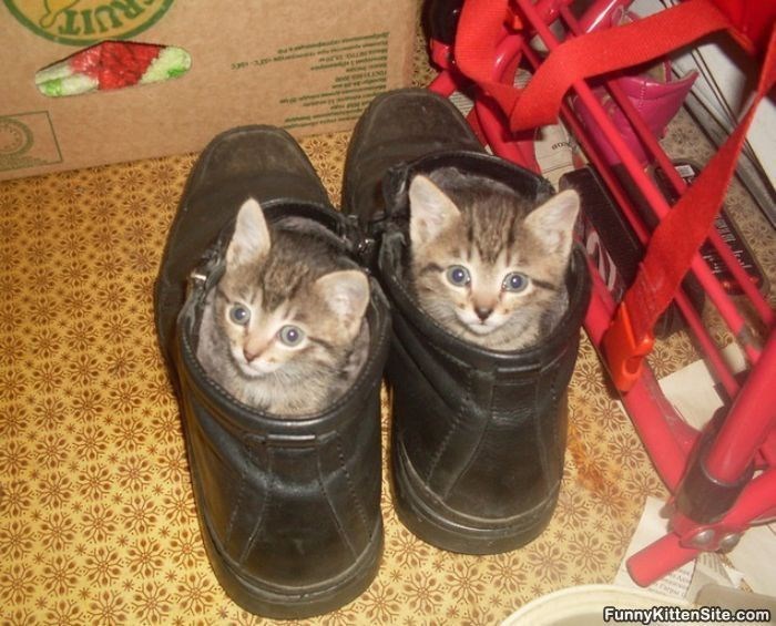 kitten in shoe, kittens in shoes, kittens in shoe, cute kittens in shoes, cute kitten in shoe