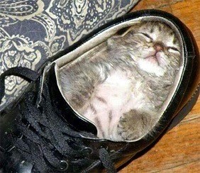 kitten in shoe, kittens in shoes, kittens in shoe, cute kittens in shoes, cute kitten in shoe, kittens sleeping in shoes, kitten sleeping in shoe, cute kittens sleeping in shoes, cute kitten sleeping in shoe