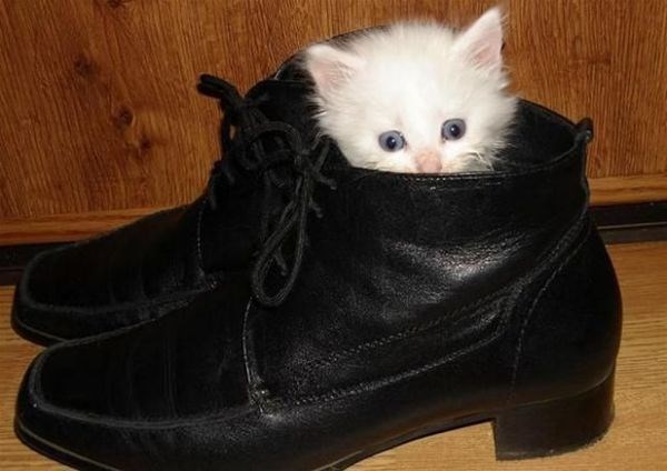 kitten in shoe, kittens in shoes, kittens in shoe, cute kittens in shoes, cute kitten in shoe