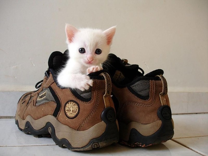 the cat with white shoes