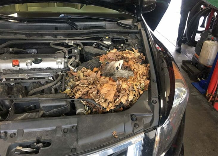 possum in hood of car just rolled into the shop, just rolled into the shop, reddit just rolled into the shop, just rolled into the shop reddit, justrolledintotheshop, justrolledintotheshop reddit, r Just rolled into the shop, crazy auto mechanic story, crazy auto mechanic stories, weird mechanic story, weird mechanic stories, weird auto mechanic story, weird auto mechanic stories, crazy auto mechanic story, crazy auto mechanic stories