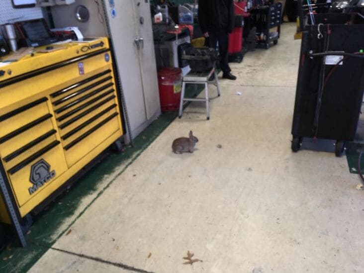 bunny in shop just rolled into the shop