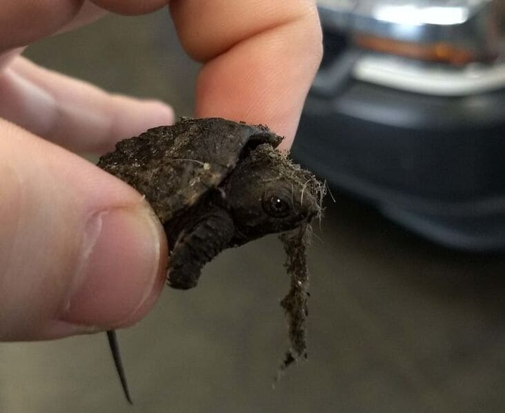 turtle under broken lift just rolled into the shop, just rolled into the shop, reddit just rolled into the shop, just rolled into the shop reddit, justrolledintotheshop, justrolledintotheshop reddit, r Just rolled into the shop, crazy auto mechanic story, crazy auto mechanic stories, weird mechanic story, weird mechanic stories, weird auto mechanic story, weird auto mechanic stories, crazy auto mechanic story, crazy auto mechanic stories