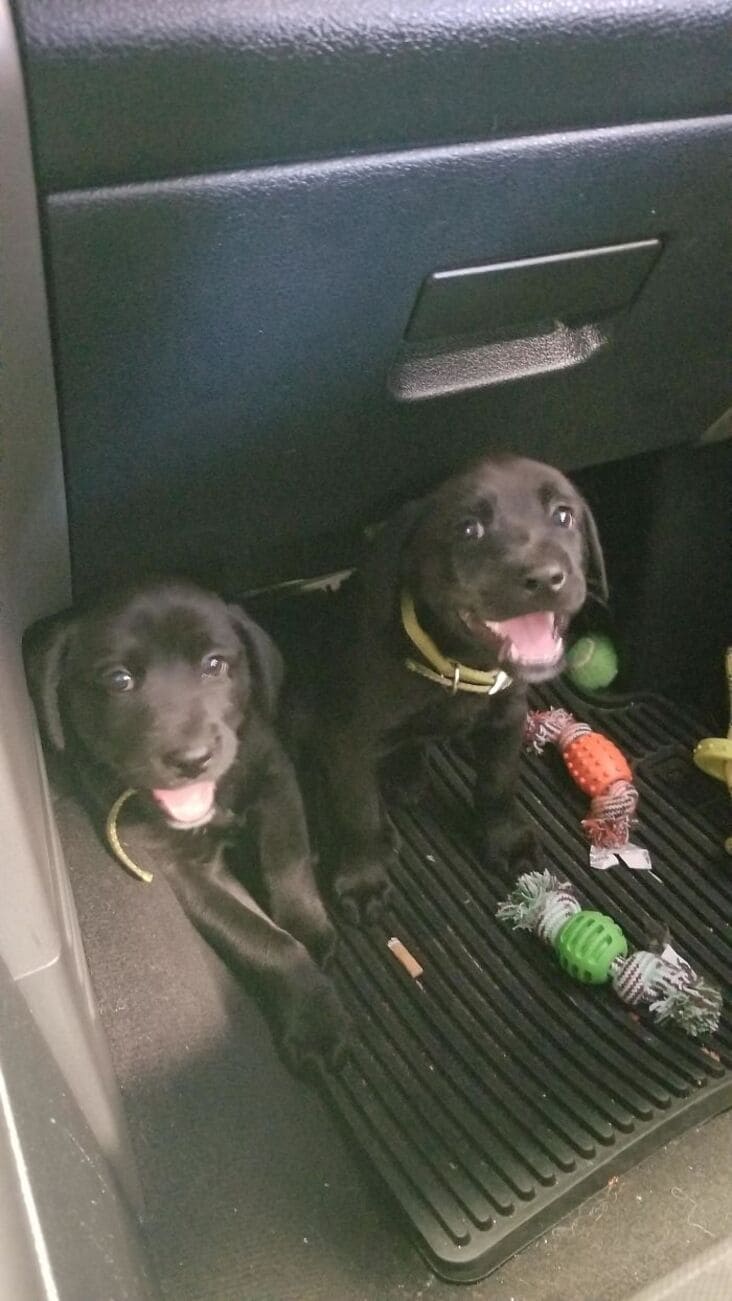 puppies in car just rolled into the shop, just rolled into the shop, reddit just rolled into the shop, just rolled into the shop reddit, justrolledintotheshop, justrolledintotheshop reddit, r Just rolled into the shop, crazy auto mechanic story, crazy auto mechanic stories, weird mechanic story, weird mechanic stories, weird auto mechanic story, weird auto mechanic stories, crazy auto mechanic story, crazy auto mechanic stories