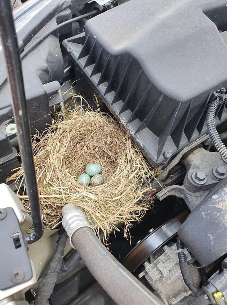 bird nest and eggs in engine area just rolled into the shop, just rolled into the shop, reddit just rolled into the shop, just rolled into the shop reddit, justrolledintotheshop, justrolledintotheshop reddit, r Just rolled into the shop, crazy auto mechanic story, crazy auto mechanic stories, weird mechanic story, weird mechanic stories, weird auto mechanic story, weird auto mechanic stories, crazy auto mechanic story, crazy auto mechanic stories