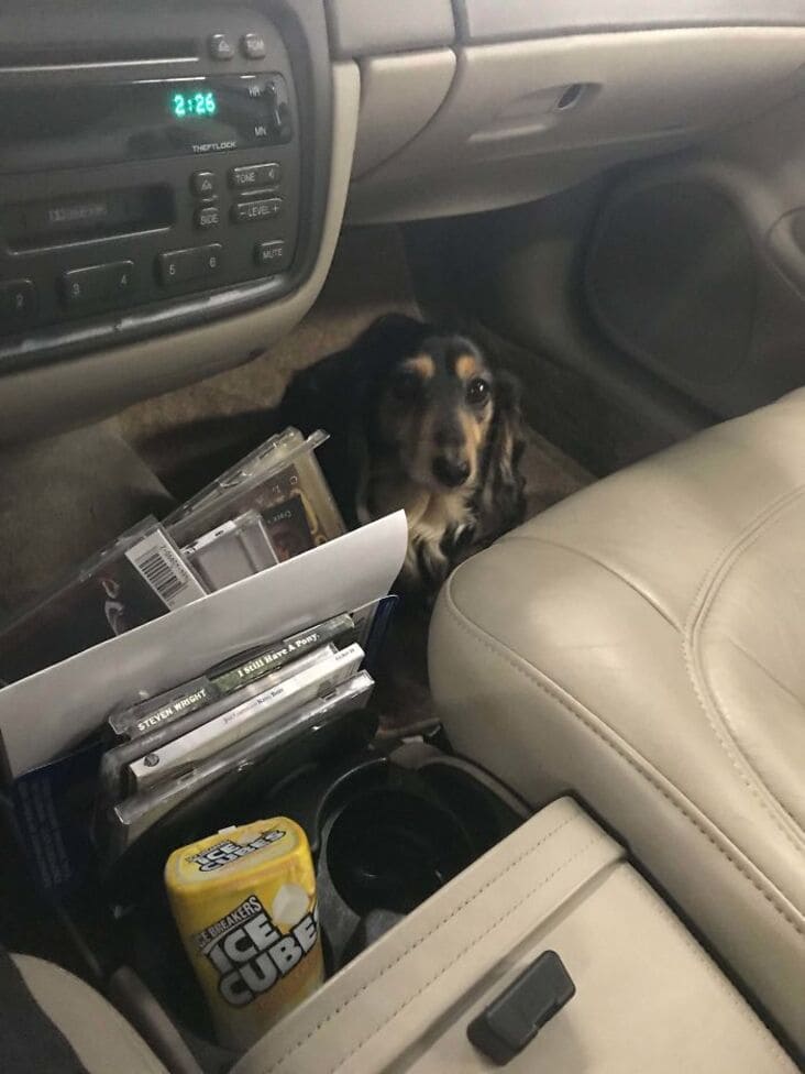 cute dog in car just rolled into the shop