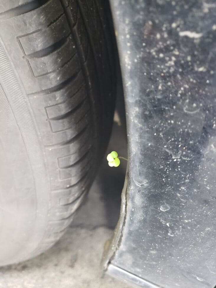 4 leaf clover in fender line just rolled into the shop